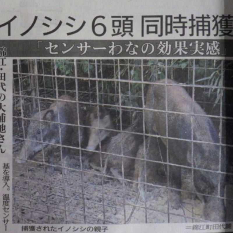 センサーで箱罠捕獲率アップ