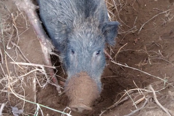 イノシシ捕獲