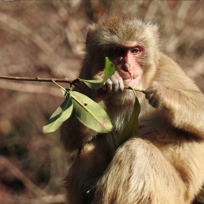 サル捕獲のための餌