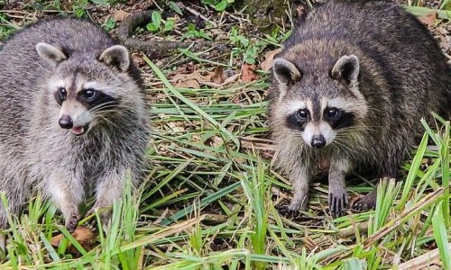 アライグマの生態・対策・駆除について