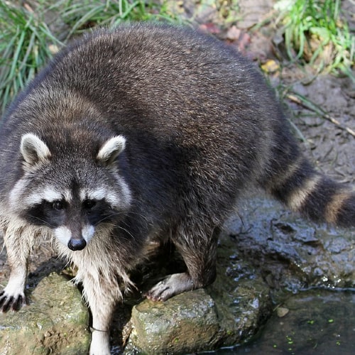 List of raccoon measures products | Inohoi, a wildlife control