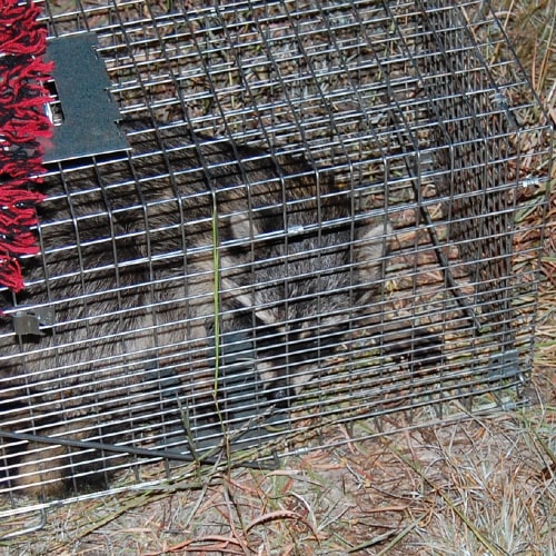 アライグマ捕獲