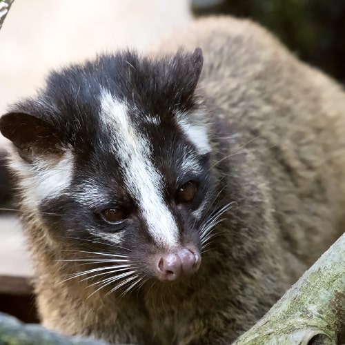 ハクビシン対策 商品一覧 捕獲実績多数 鳥獣対策用品のイノホイ イノホイ オンラインショップ