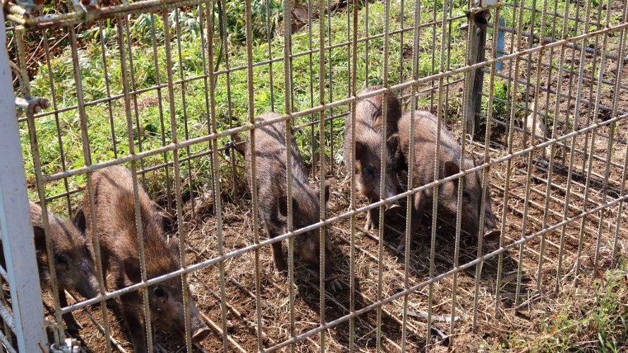 箱罠によるイノシシ捕獲