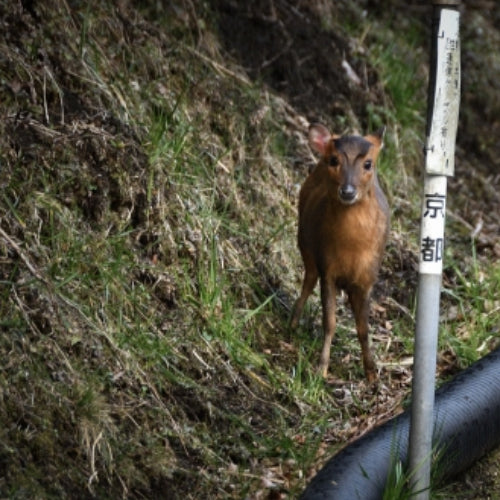 キョン捕獲