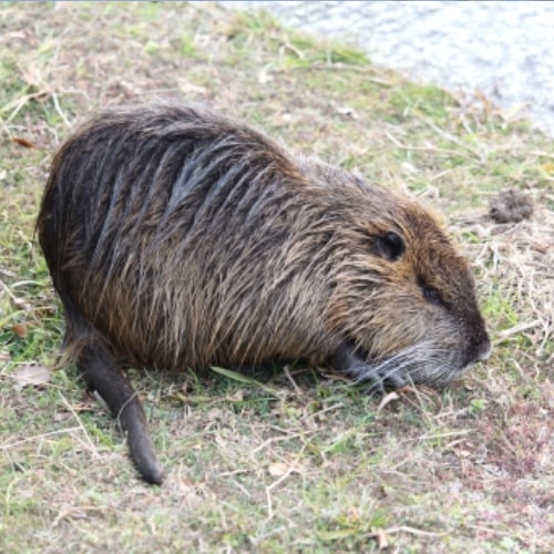 Appearance of nutria