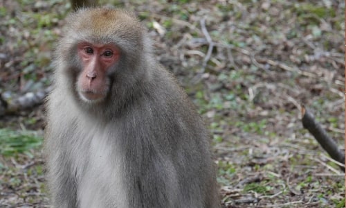 Wildlife countermeasures: Damage control and capture of Japanese macaques