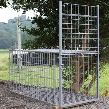 Box trap for boar and deer