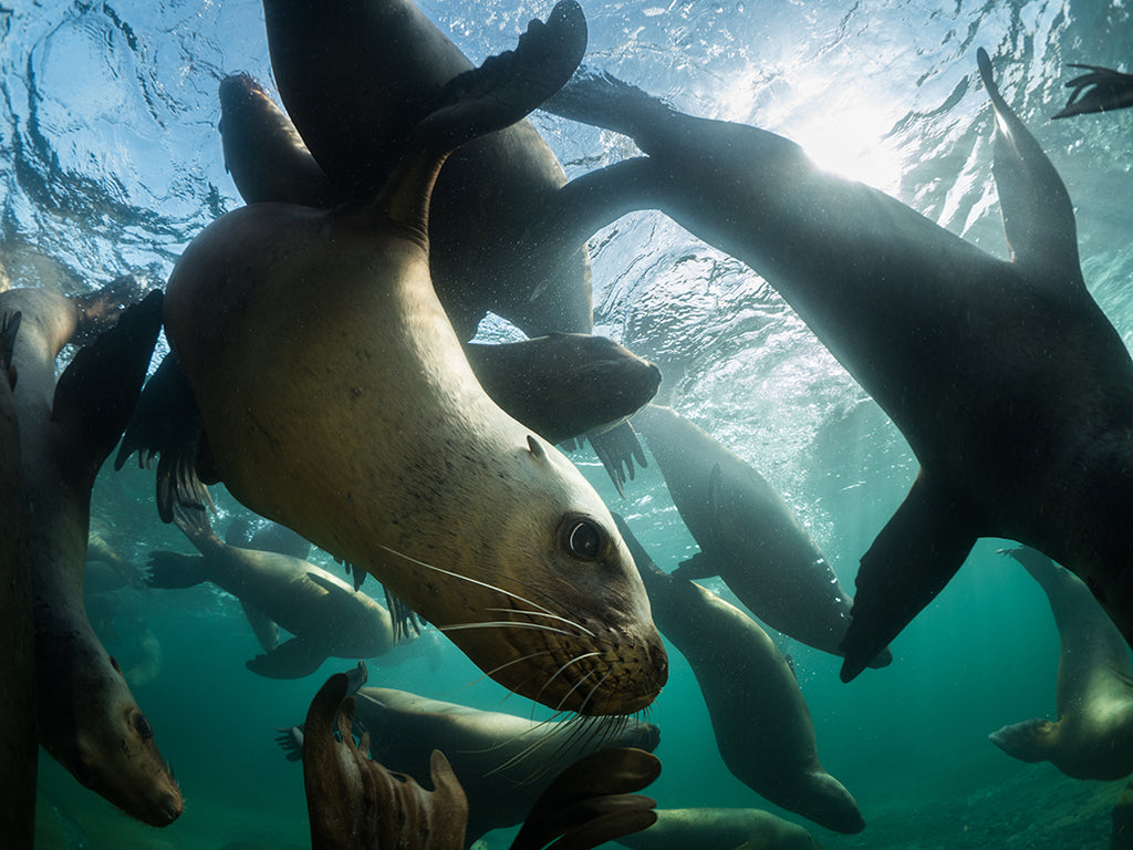 1Maxwel Hohn Steller Sea Lions 1