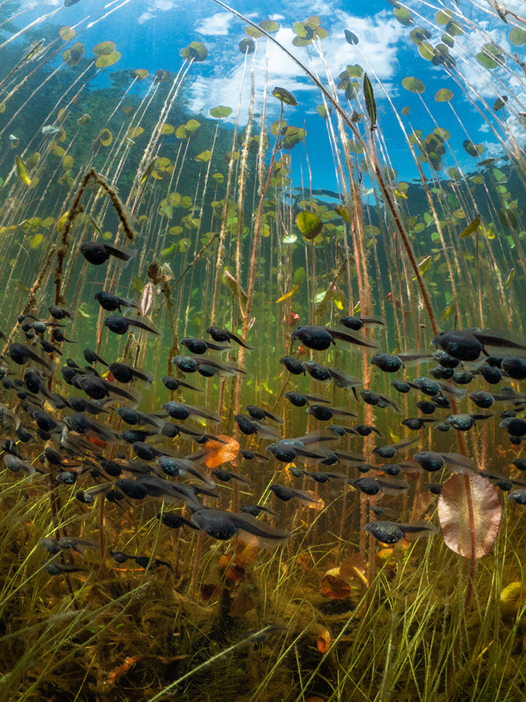 2Maxwel Hohn water lilies underwater with polywogs