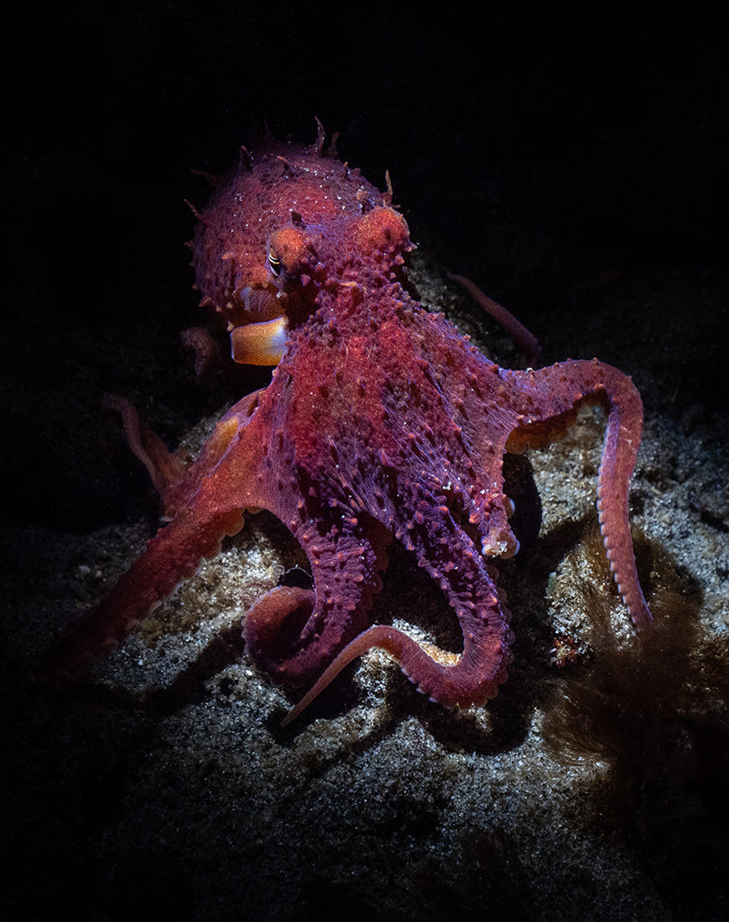 4Maxwel Hohn Ruby Red Octopus