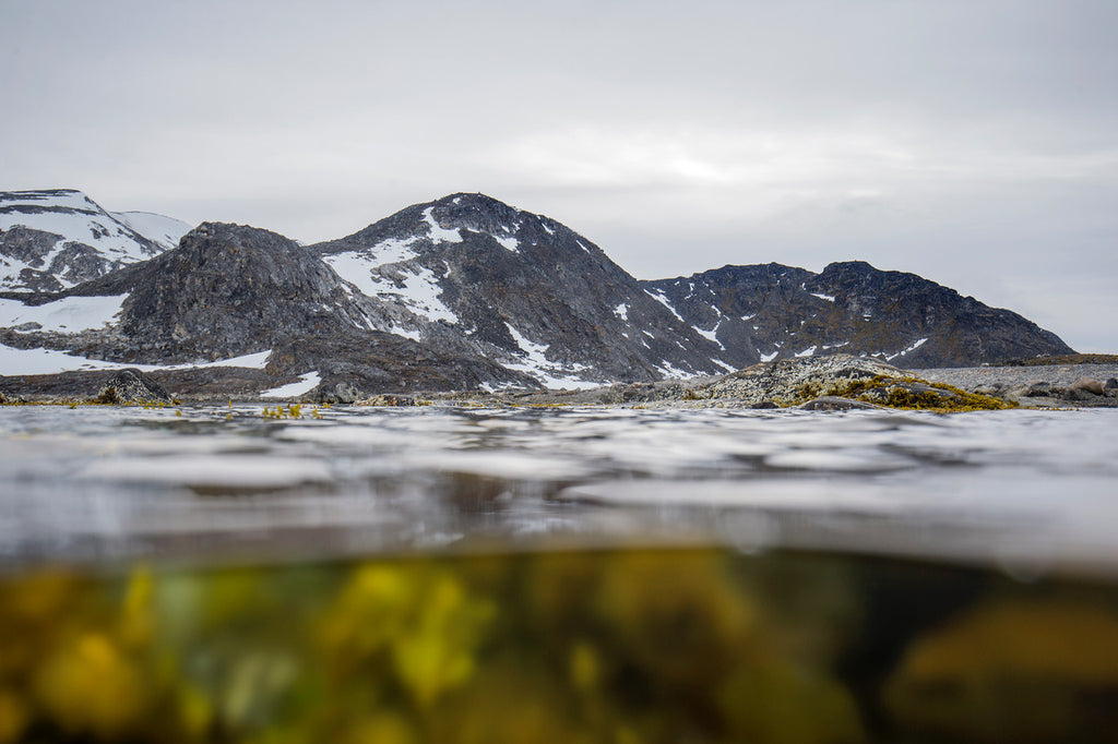 6Kip Evans Split view showing kelp during Arctic expedition(c)KipEvansMissionBlueAG4V3644