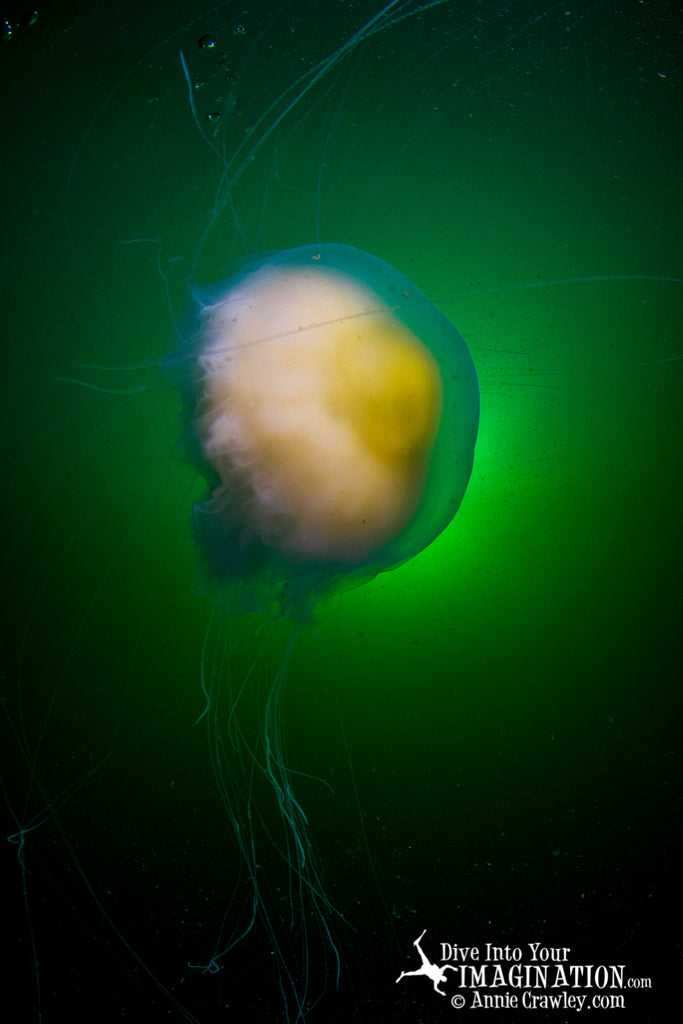 AnnieCrawley_SalishSea-big jellyfish