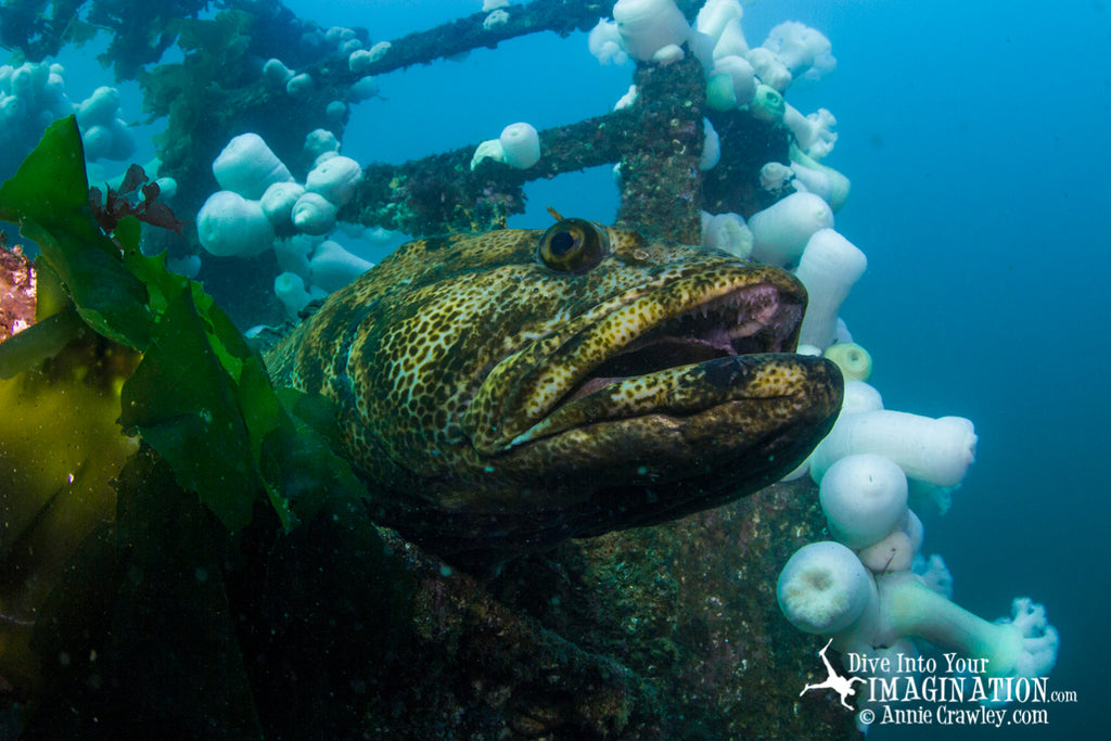 AnnieCrawley_SalishSea-fish swimming around wreck