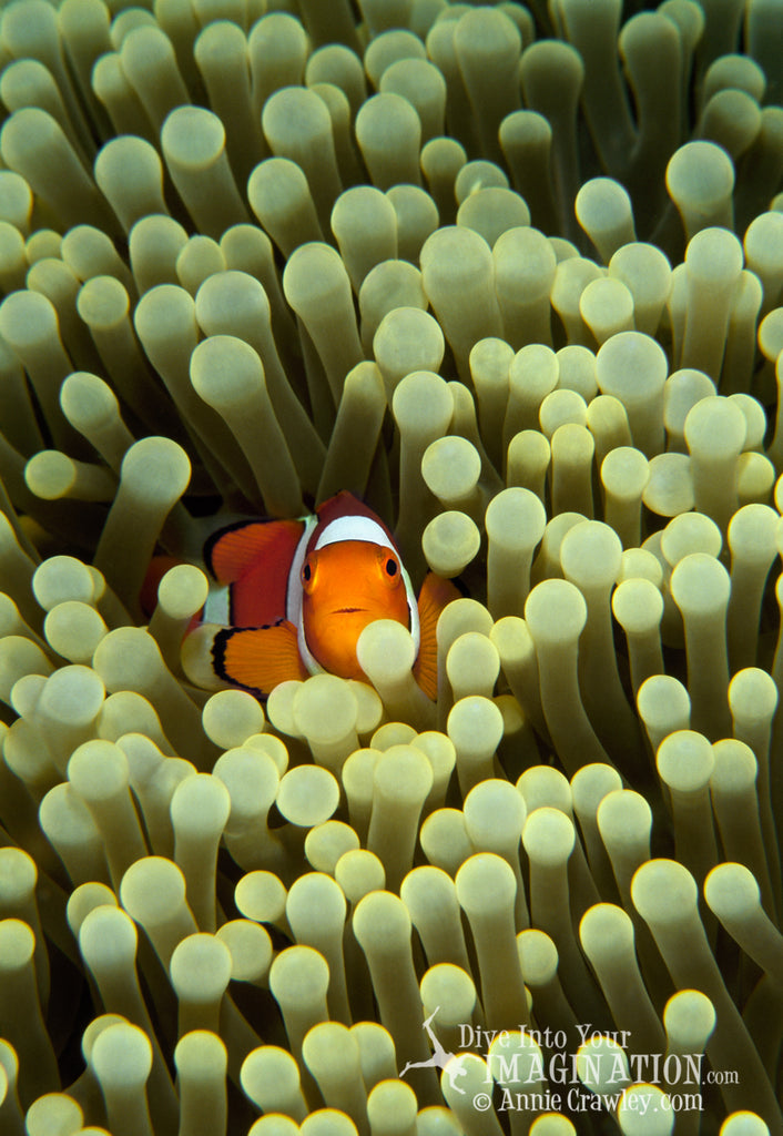 Annie_Crawley_clown fish in reef