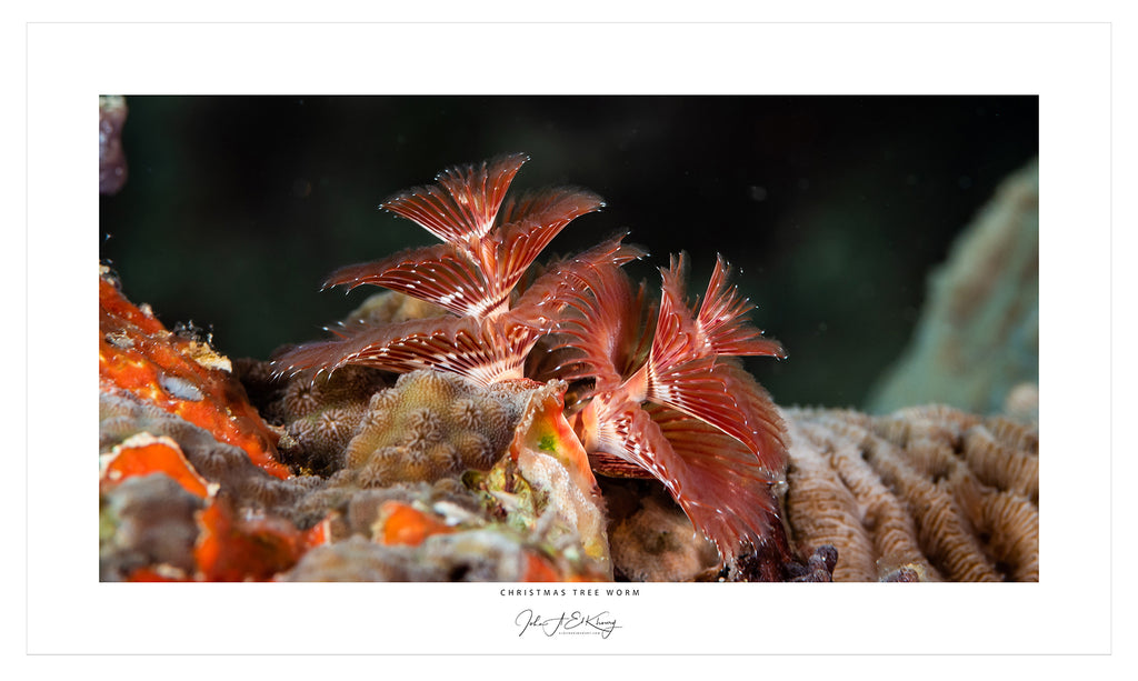 JohnElKhoury_ChristmasTreeWorm