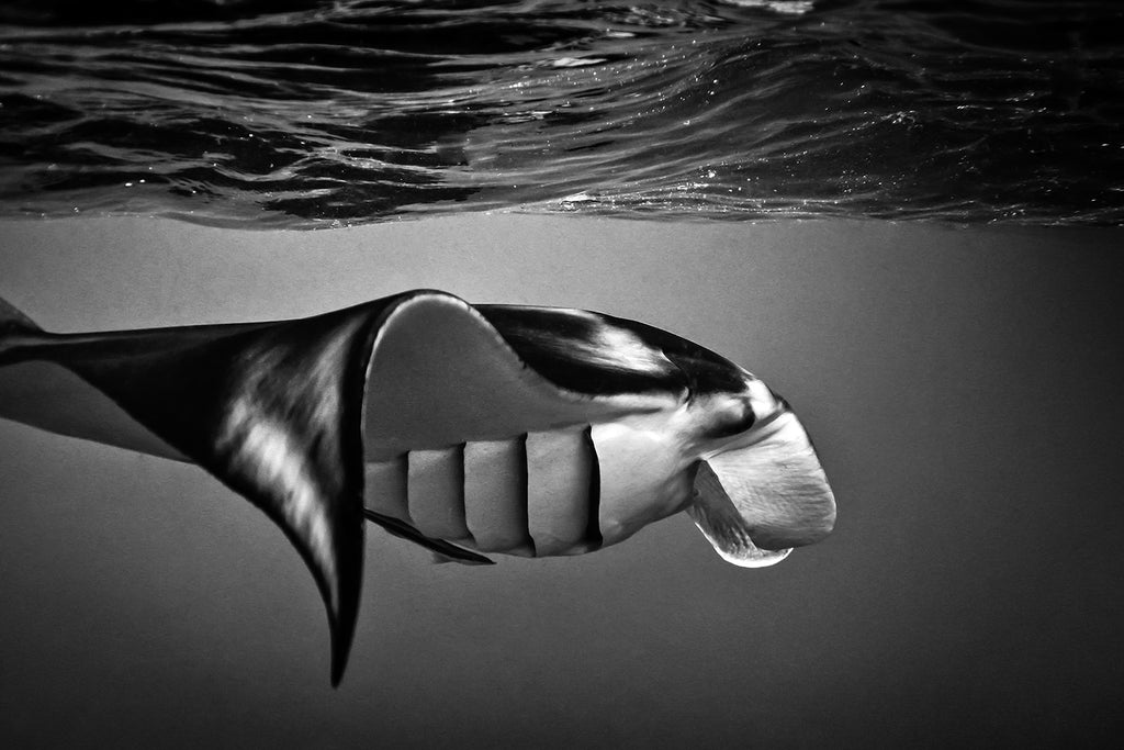 SteveWoodsMantaRayBlackAndWhite