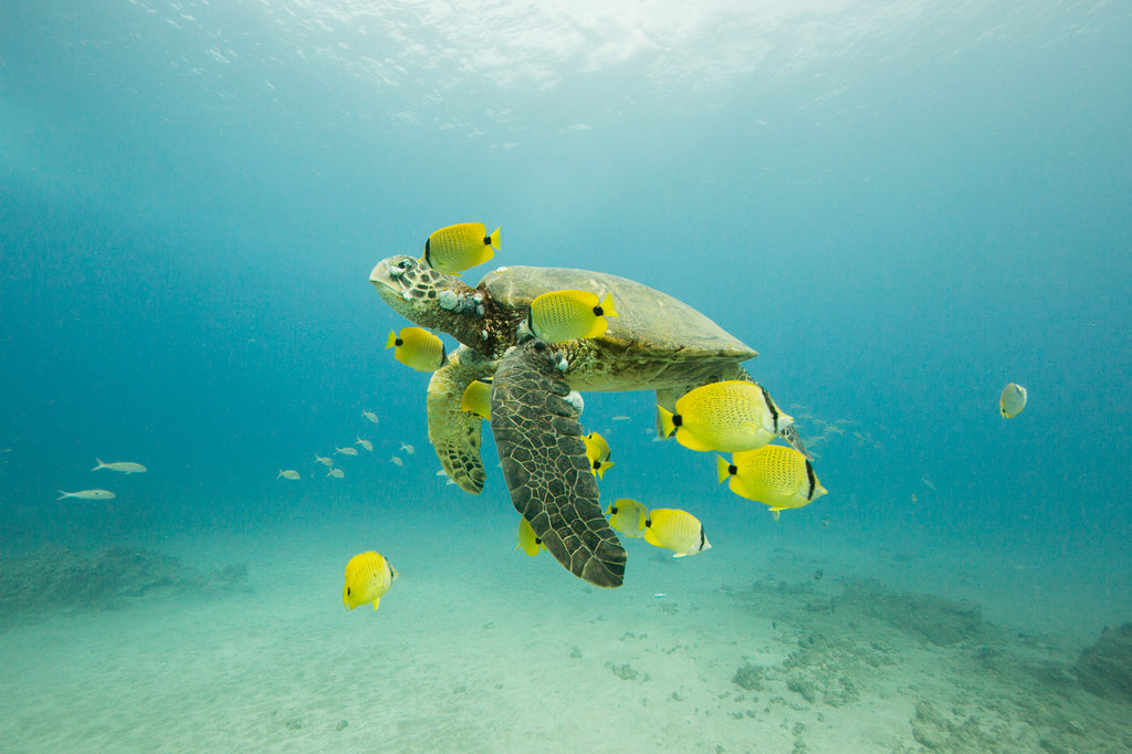 Karim Iliya diver swimming in schools of fish