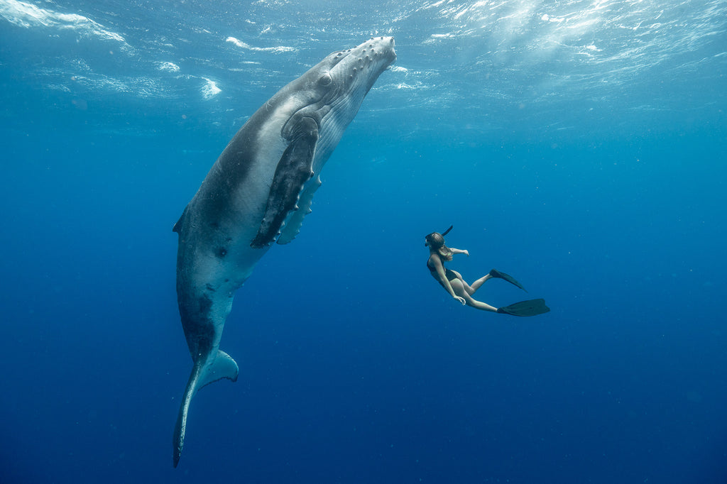 Karim Iliya diver swimming with humpback whale