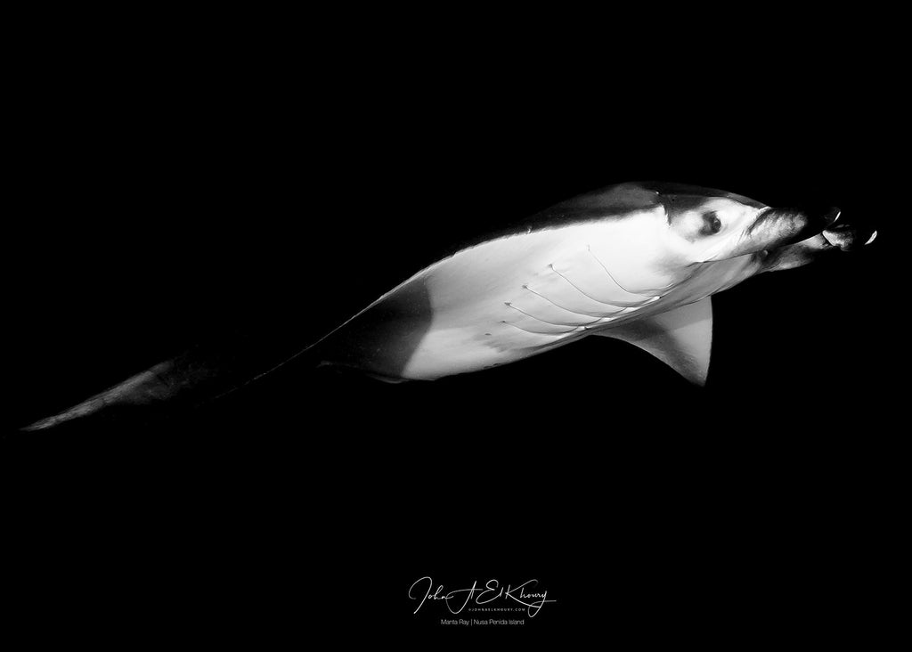 John El Khoury Manta Ray