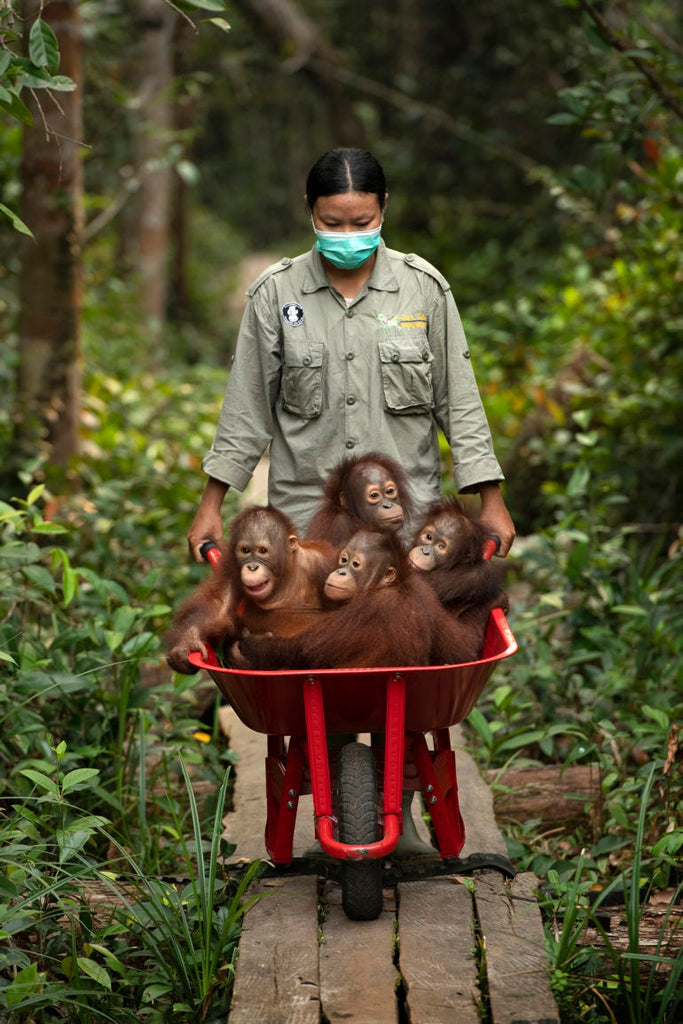 Mark Edward Harris Borneo Nyaru Menteng Orangutans in red wheelbarrow