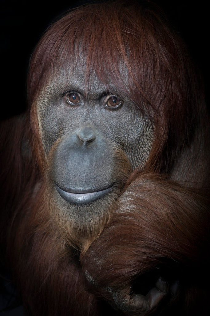 Mark Edward Harris Orangutan Portrait Indianapolis Katy