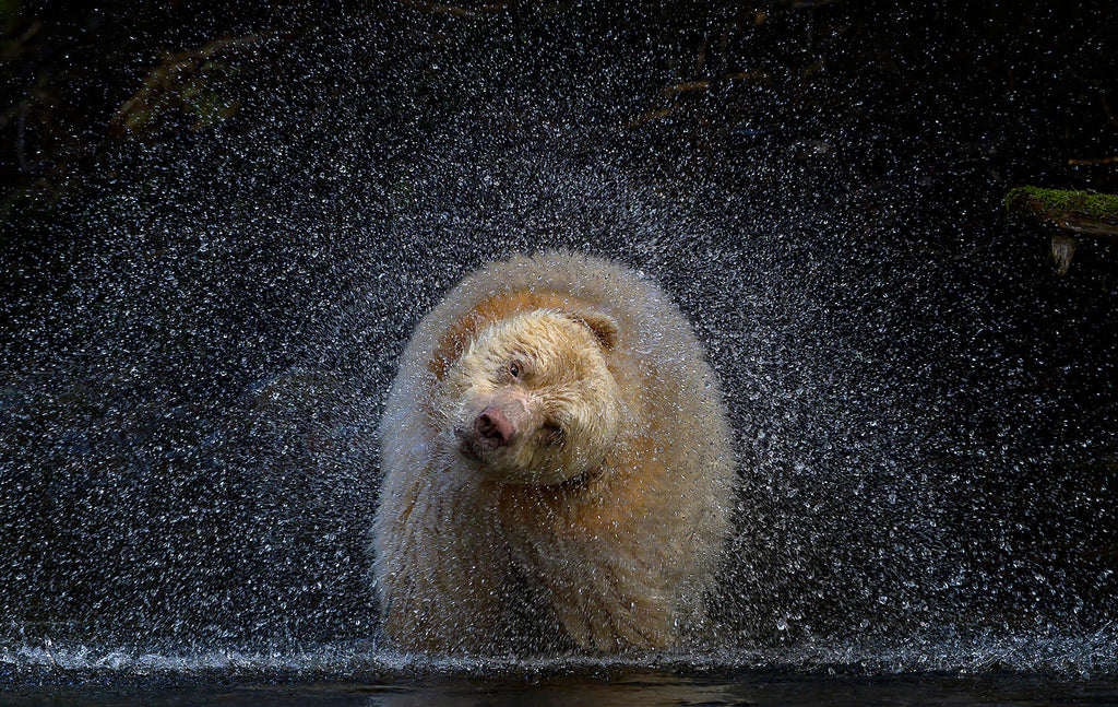 Michelle Valberg Spirit Bear Kermode Bear shaking water