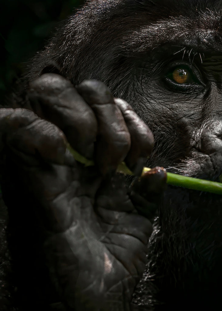 Michelle Valberg gorilla holding bamboo
