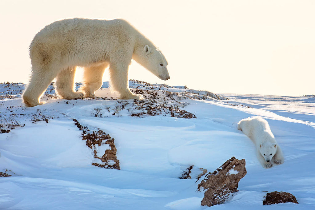 Michelle Valberg polar bear and polar bear cub on snow sliding