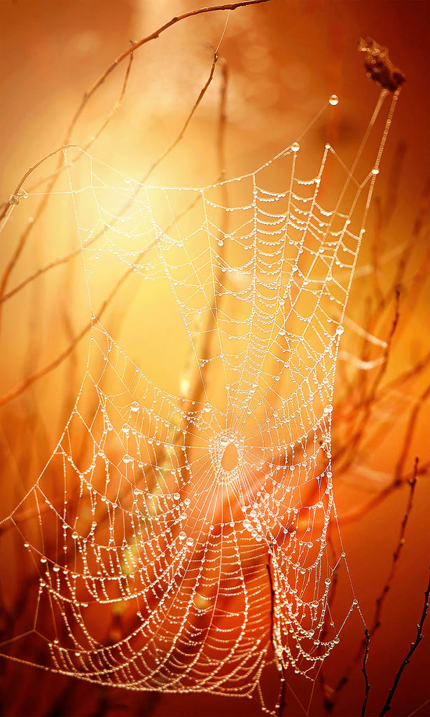 Michelle Valberg spider web golden sunlight