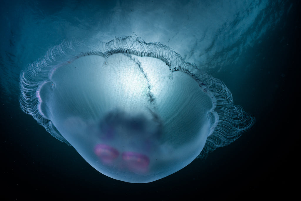 MarceloOgataBugDreamerJellyfish