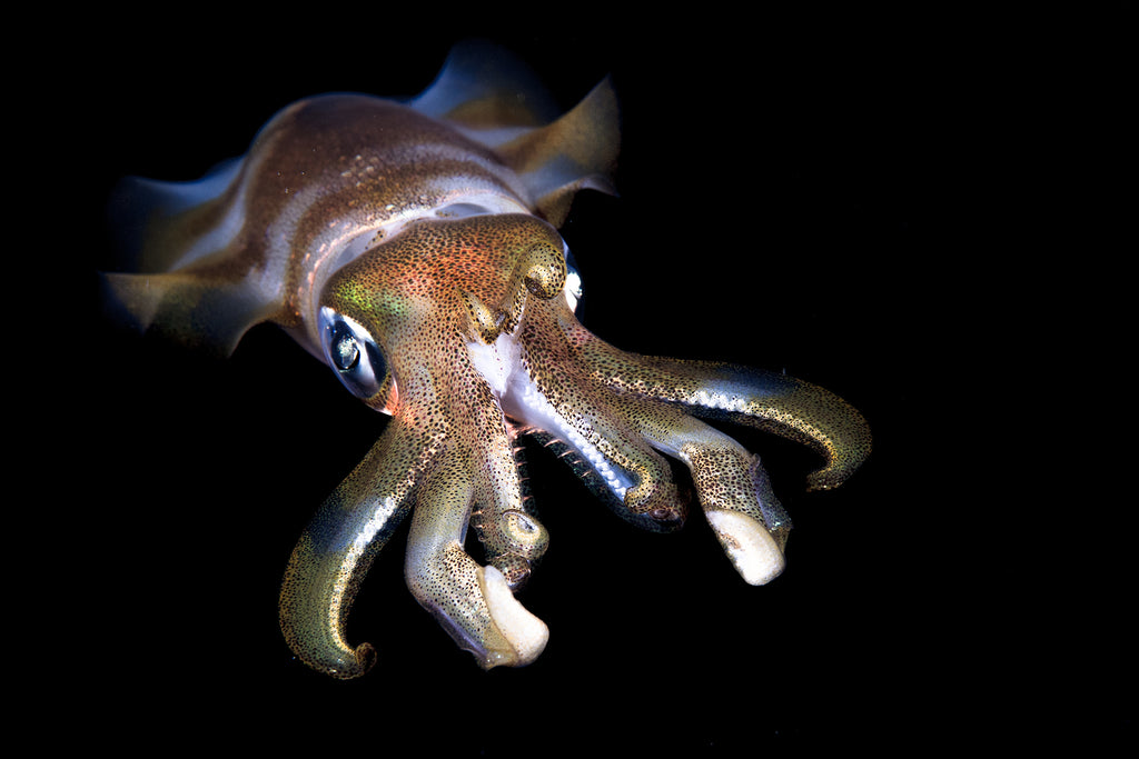 MarceloOgataBugDreamerSquid