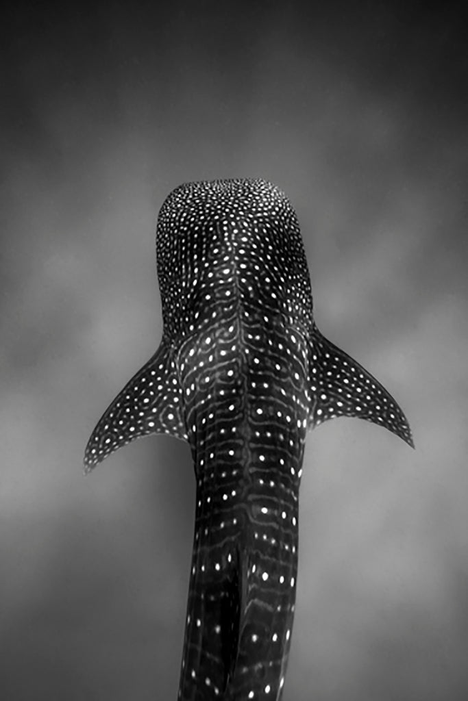 SteveWoodsWhaleSharkBlackandWhite