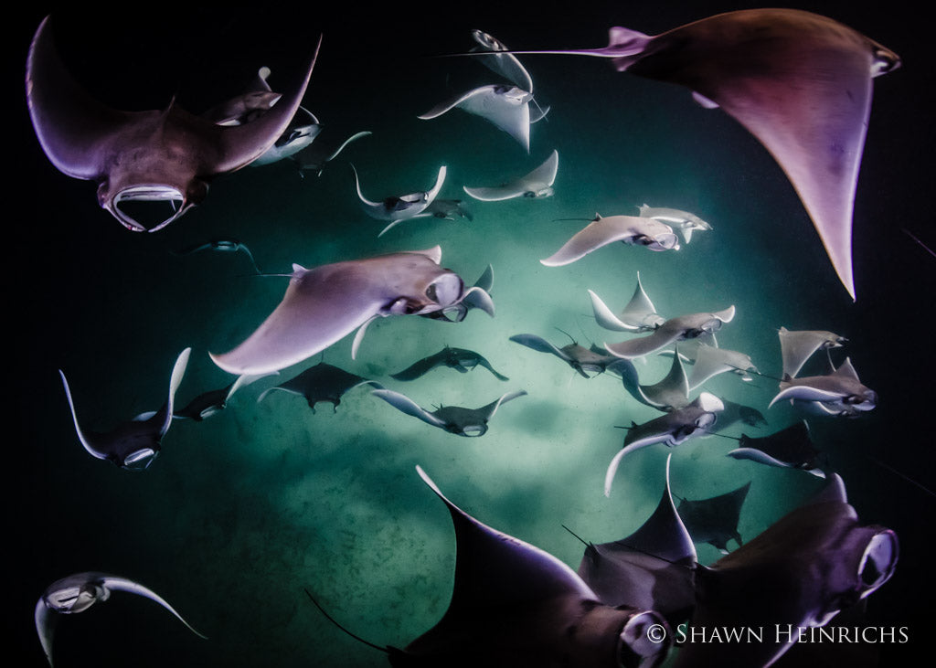 Shawn Heinrichs dozens of manta rays swimming 
