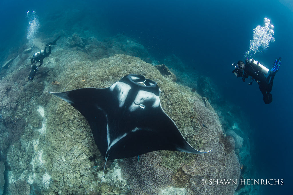 Shawn Heinrichs manta ray and SCUBA diver