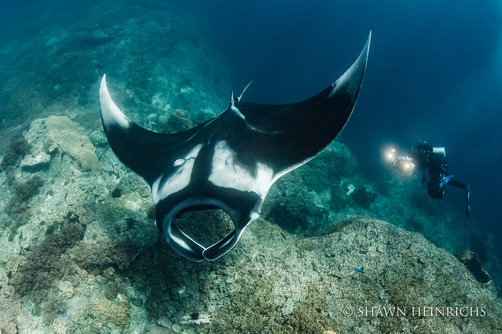 Shawn Heinrichs manta ray and SCUBA diver with lights