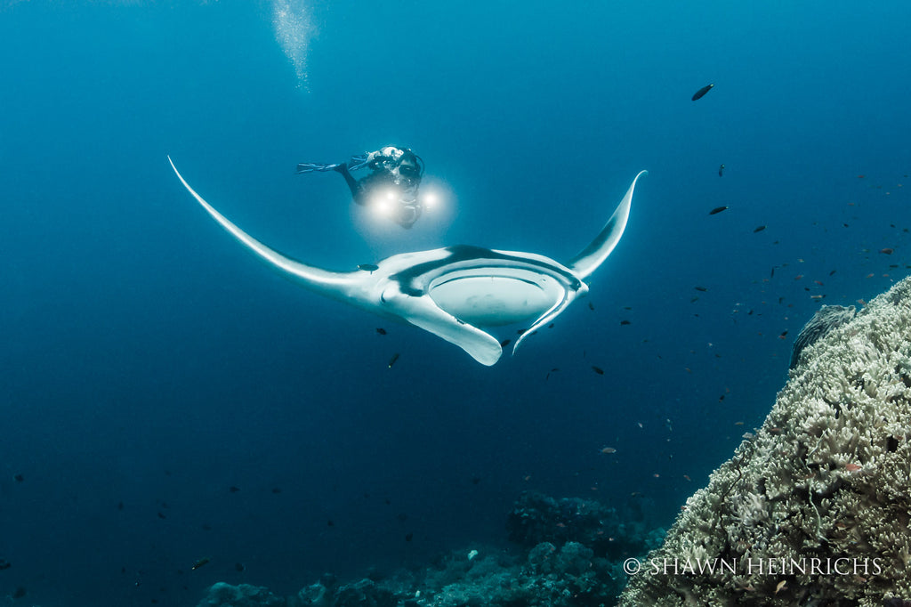 Shawn Heinrichs manta ray swimming with SCUBA diver with lights