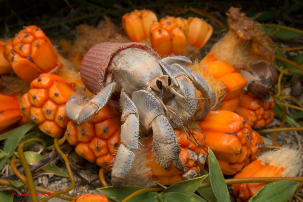 Shawn Miller crab in lid on orange plant