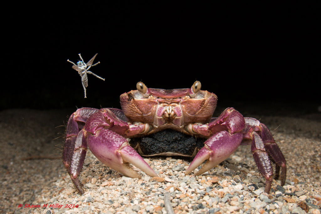 Shawn Miller pink purple crab