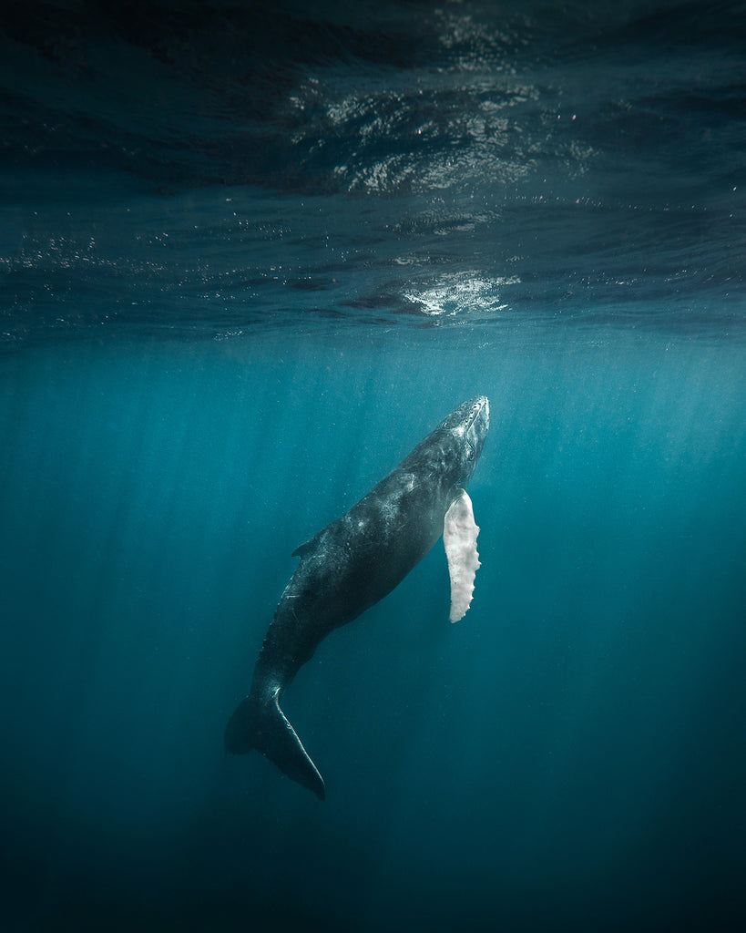 SheltonDuPreez_HumpbackWhale