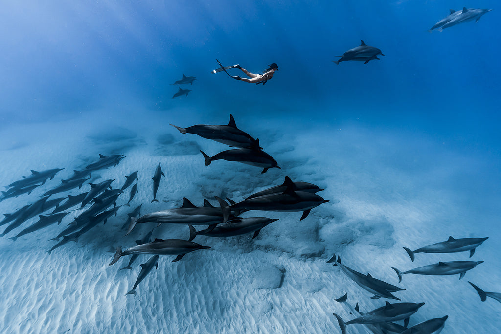Terry Flanagan diver and pod of dolphins swimming near seafloor
