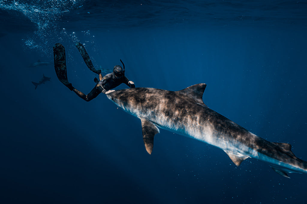 Terry Flanagan diver and tiger shark