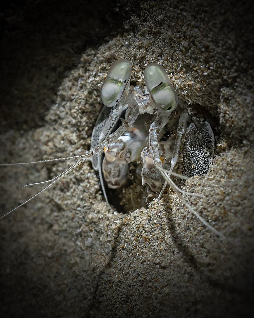 Terry Flanagan hermit crab underwater in sand