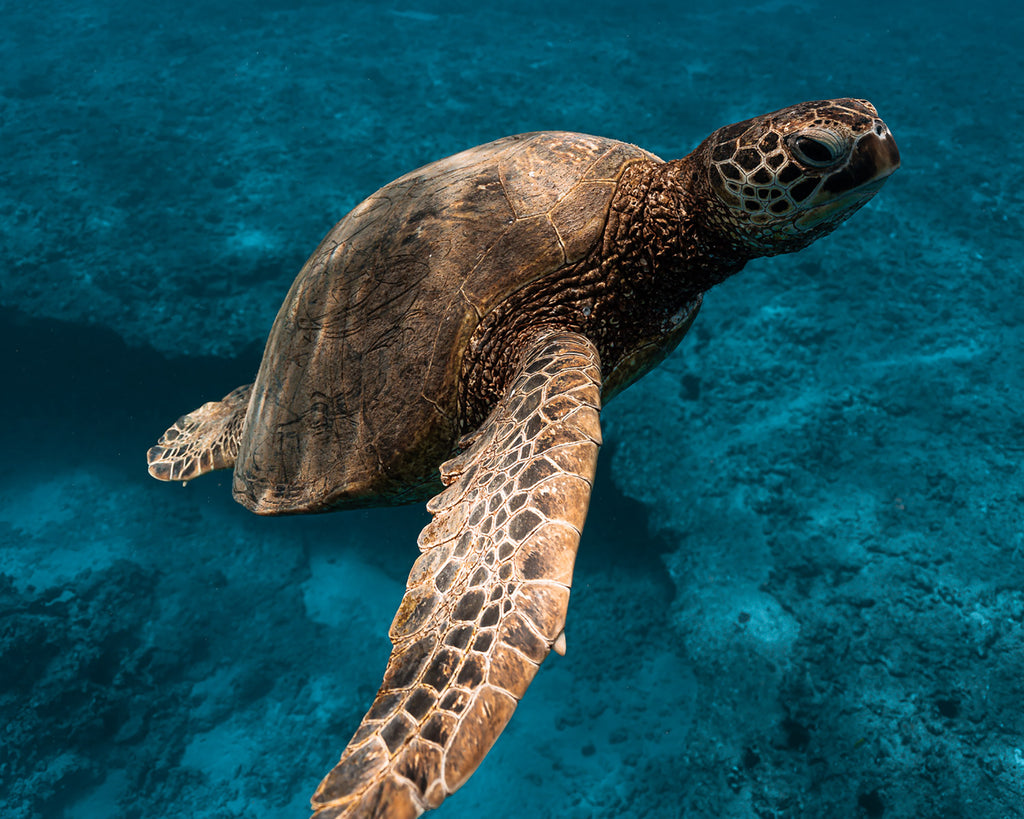 Terry Flanagan sea turtle swimming