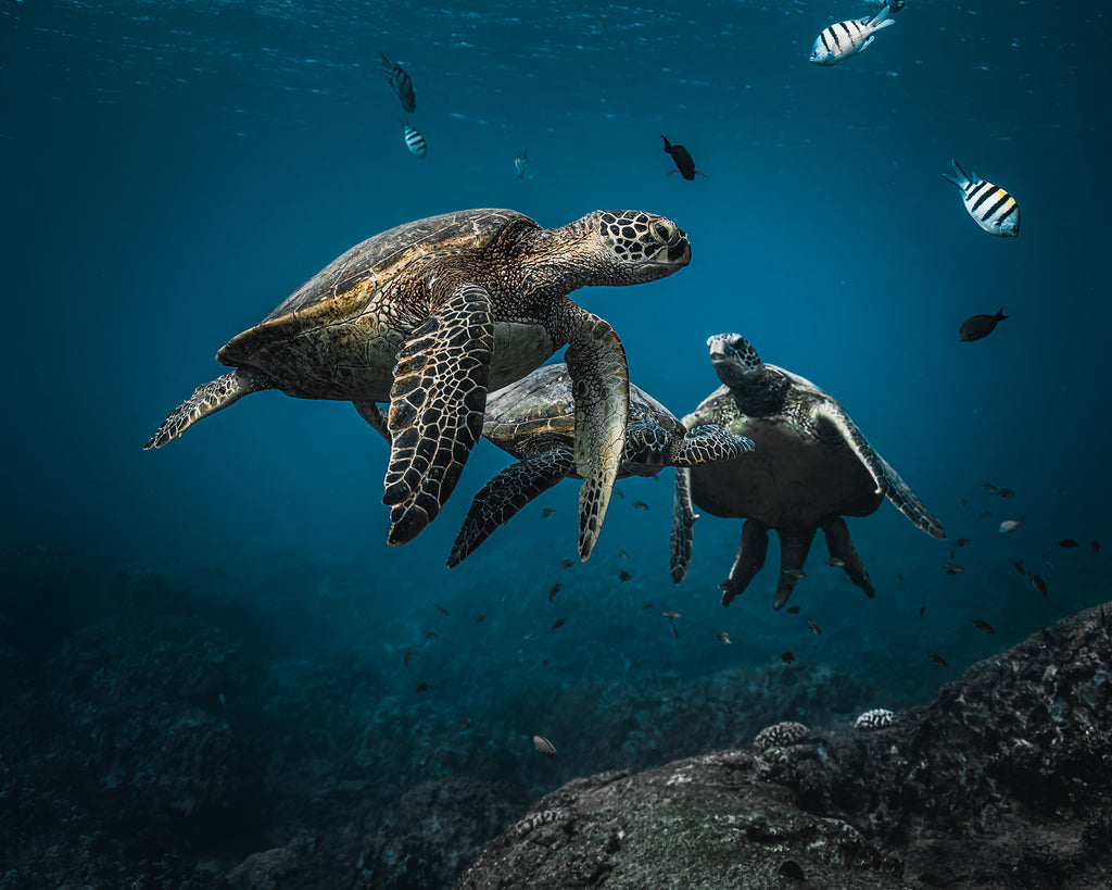 Terry Flanagan sea turtles swimming with fish