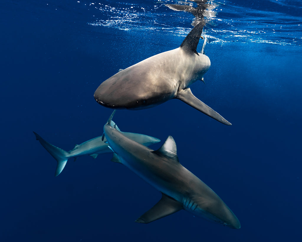 Terry Flanagan three tiger sharks swimming near surface