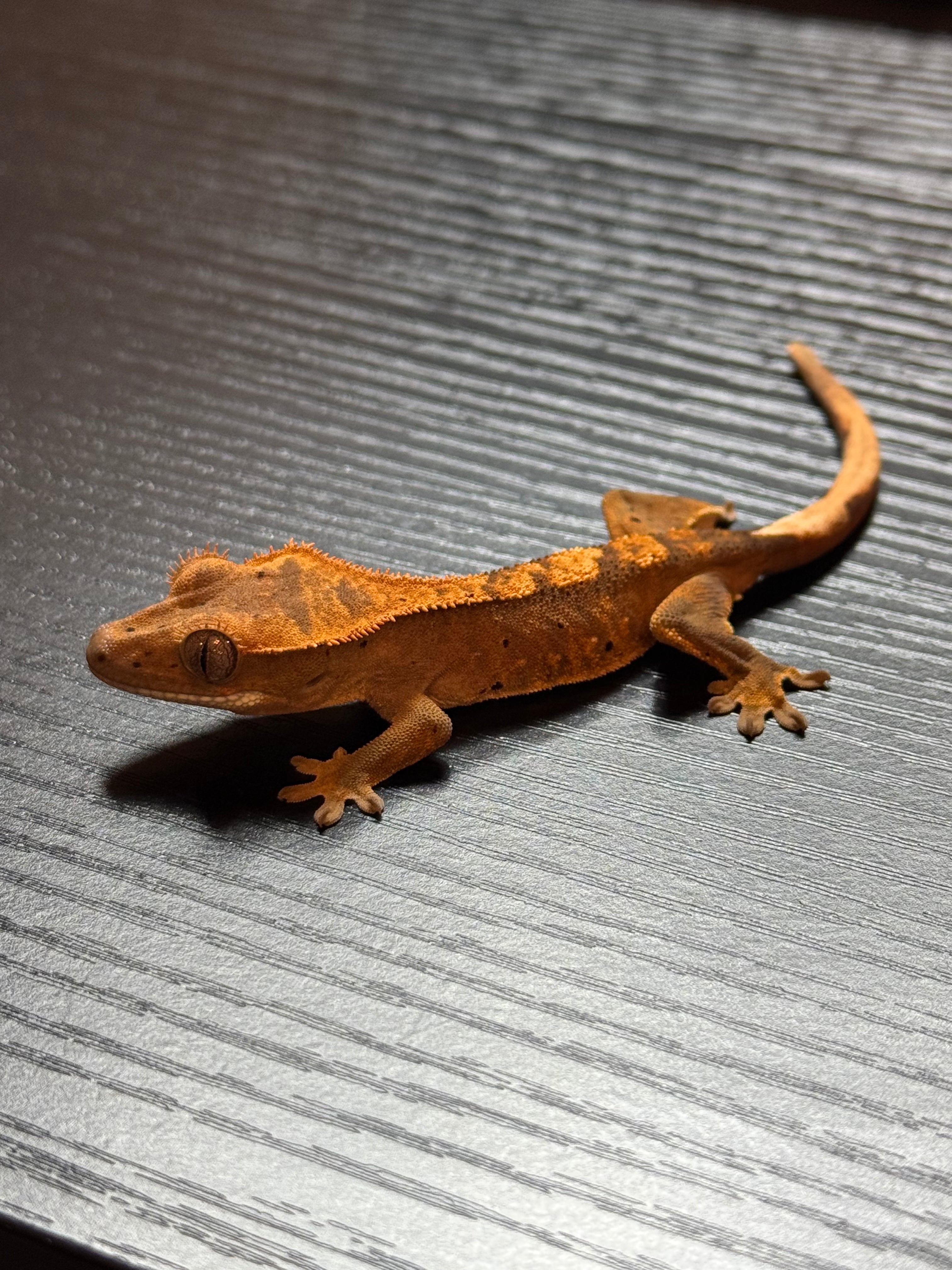Brindle/Flame Crested Gecko