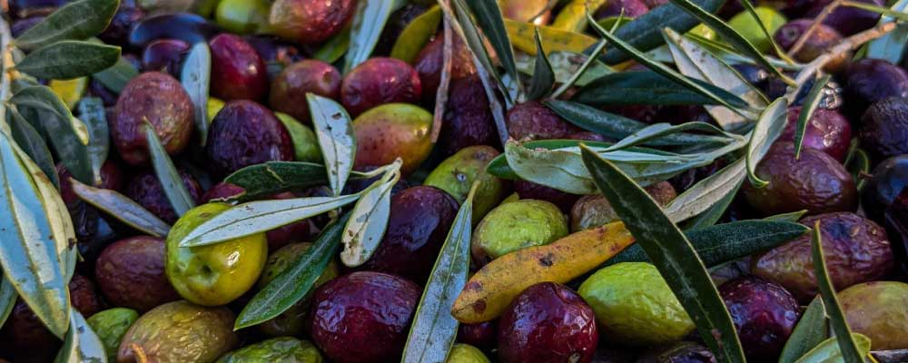 La fabrication de l’huile d’olive