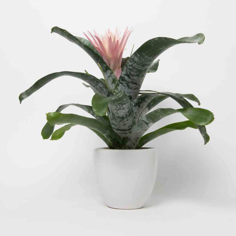 Bromeliad Aechmea Pink Plant – Matriarch Floral & Gifts