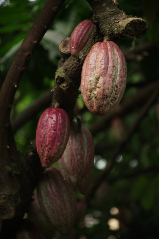 cocoa beans